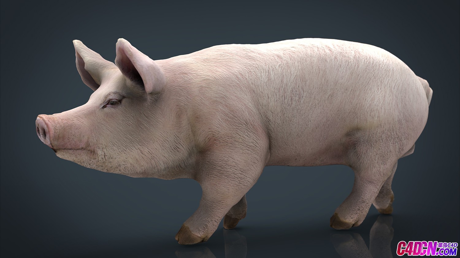 c4d模型 写实白毛猪家畜动物3d模型 pig