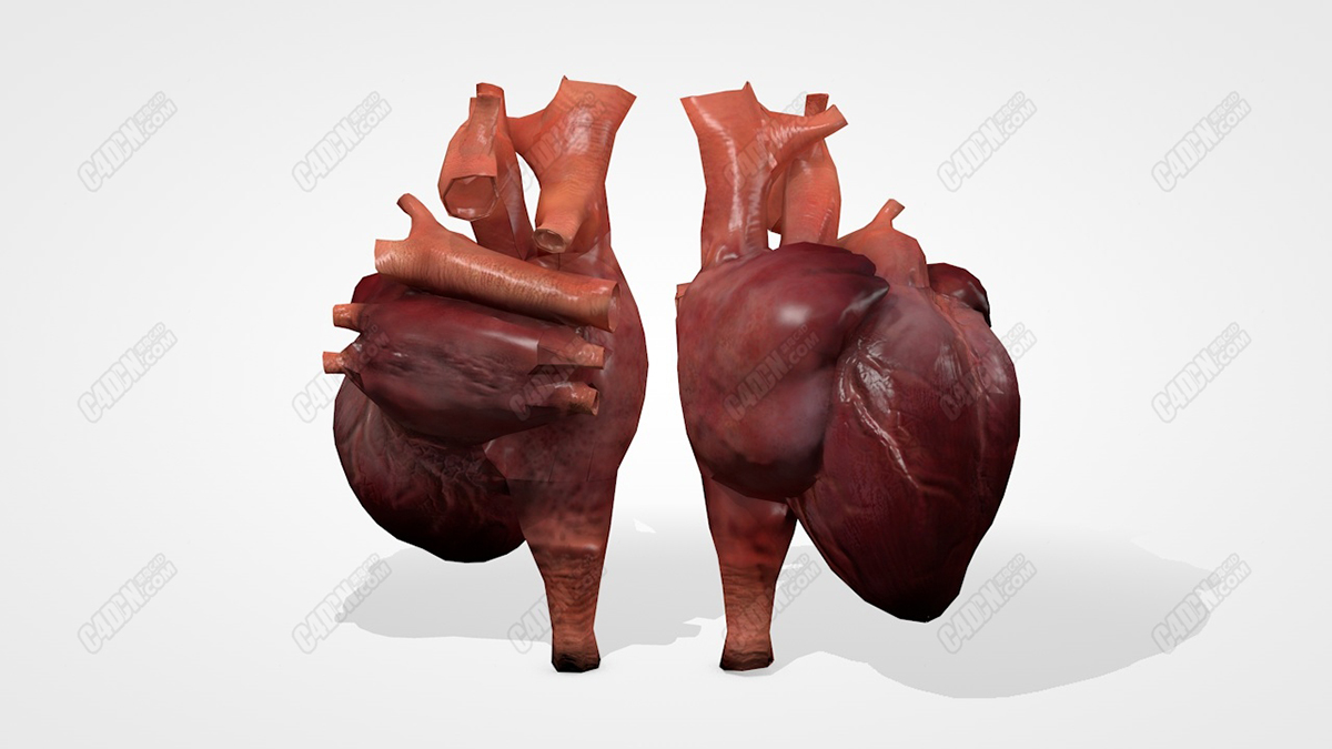 c4d写实人类心脏三维模型