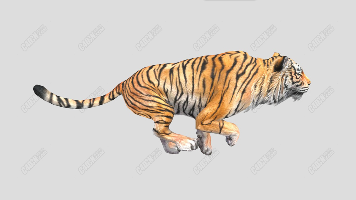 c4d奔跑动作的老虎动物模型(包含骨骼绑定和动画)