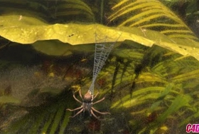 C4D田野小蜘蛛超写实建模教程-自然场景渲染技术