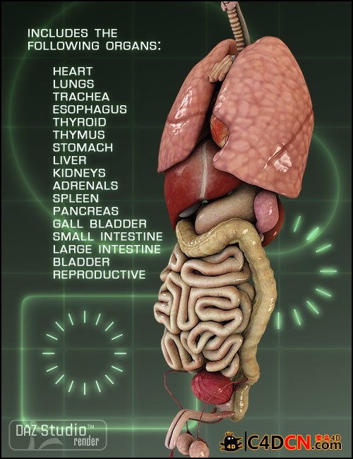 m4-internal-organs-0.jpg