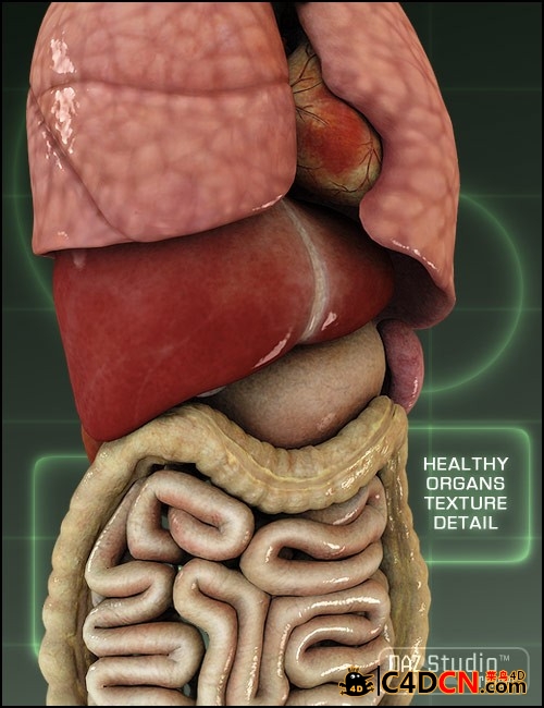 m4-internal-organs-1.jpg