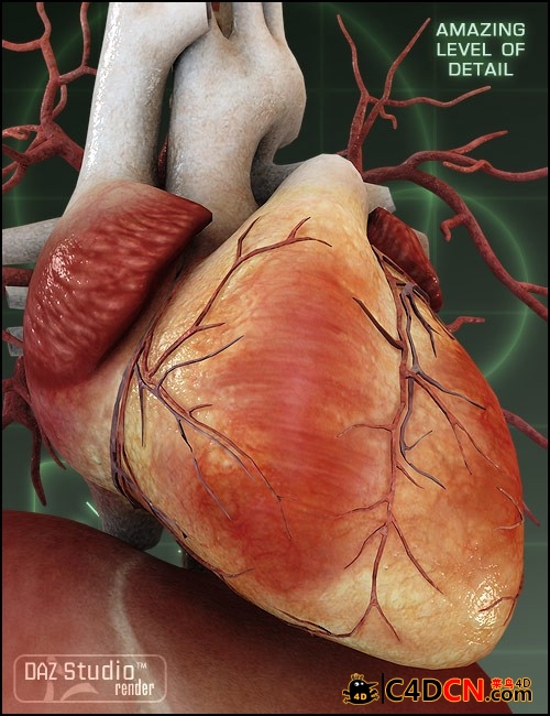 m4-internal-organs-3.jpg