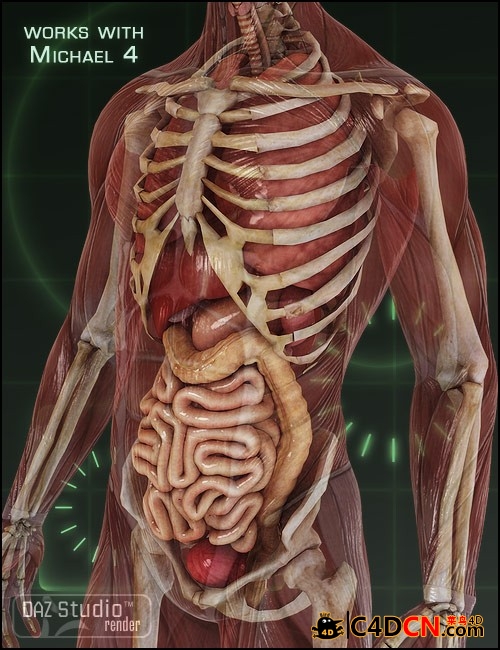 m4-internal-organs-4.jpg