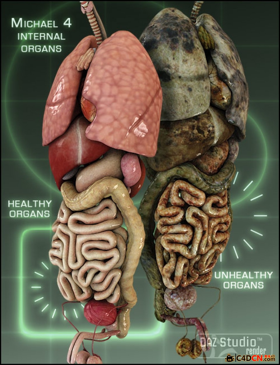 m4-internal-organs-large.jpg