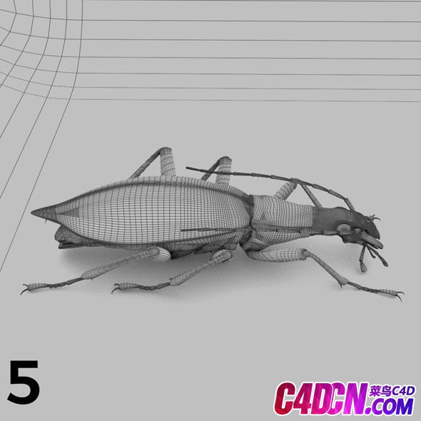 insects-and-beetles-pack-3d-model-fbx (4).jpg