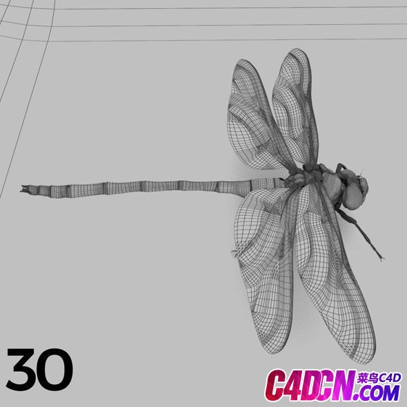 insects-and-beetles-pack-3d-model-fbx (10).jpg