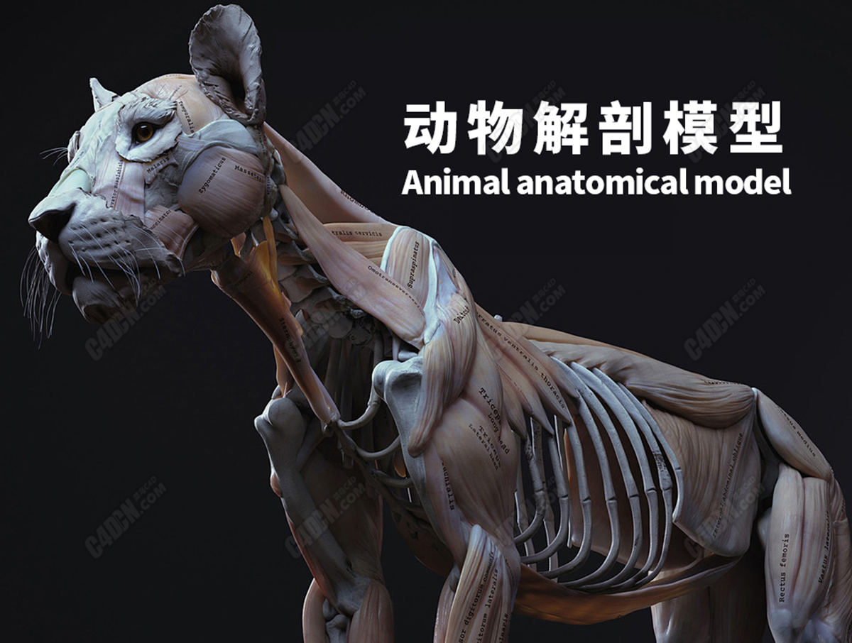 动物实物骨骼标本猪骨骼标本-解剖（骨骼）标本-河南卓普教学用品有限公司