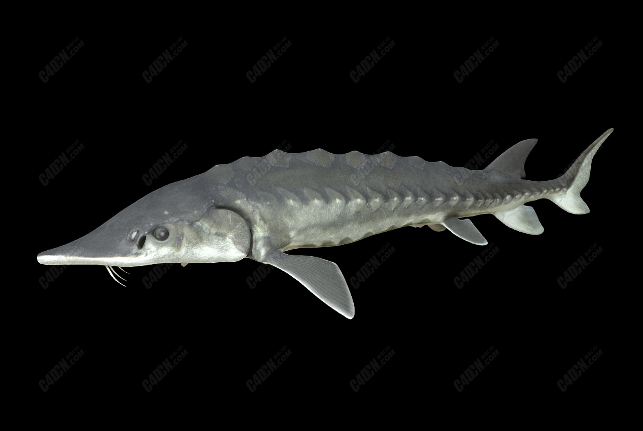c4d大西洋鲟鱼海洋动物模型