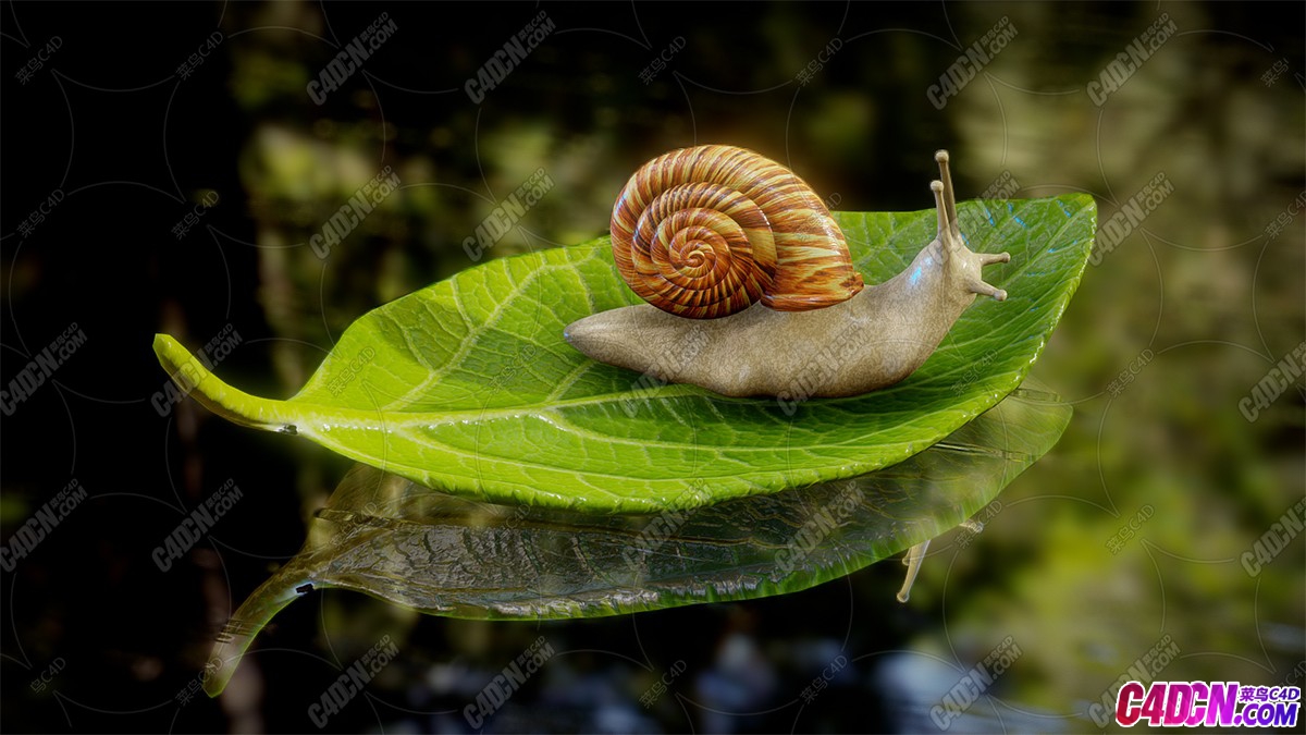 漂浮在树叶上水中的写实蜗牛昆虫模型