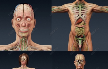 C4D人类医学组织解剖人体模型[包含男性和女性]