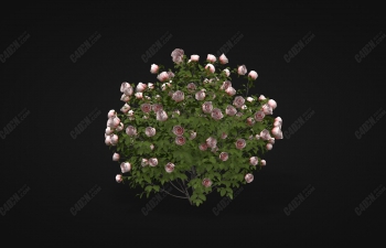 C4D模型-粉色玫瑰花丛花朵植物模型 Pink rose
