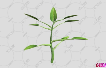 ֦Ҷֲģ plant model