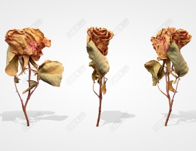 C4Dѹɵõ廨 Dried Rose Scanned