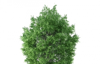 C4Dɫֲľģ green plant tree trunk model