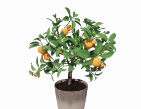 C4Dɫ(sh)ƿģ Orange Tree Vase