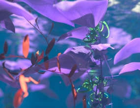 Taiaoֲ԰ļ toPlant Underwater Plants C4D R20-2023