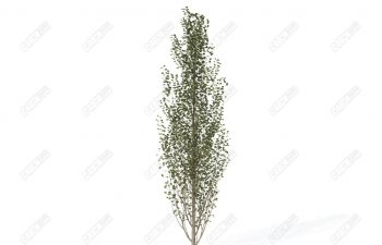 C4Dֲģ-Сװ͵ڰ Small Lombardy Poplar Tree