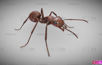 дʵȺģ Ant Model