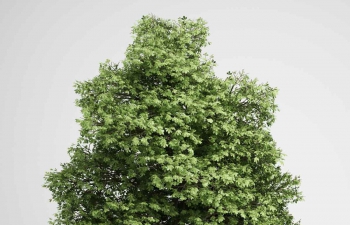 夏季浓密树叶大树植物C4D模型