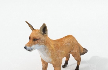 C4D궯ģ Red fox animal model