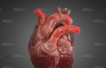 C4Dдʵģ Realistic Human Heart