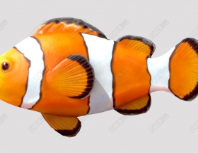C4DС㶯ģ Clown fish