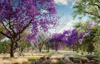 16种澳大利亚3D植物树木模型合集