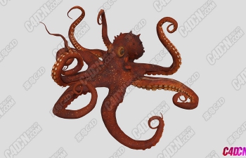 צ㺣ģ Octpus model