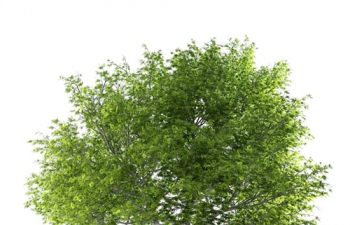 C4D模型 绿色树木矮树植物树木模型 C4D model green tree dwarf plant tree model