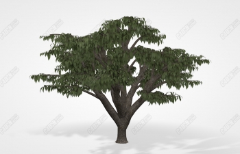C4Dѩģ Lebanon Cedar tree Model