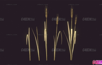 写实粮食小麦模型 Realistic Wheat