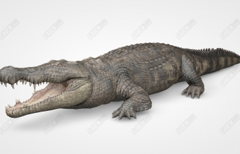 Ʒдʵ޺C4Dģ Nile Crocodile Swimming animation Model