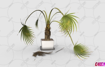 ά˹ģ Livistona palm