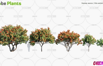 免费写实3DSMAX果树植物树木模型