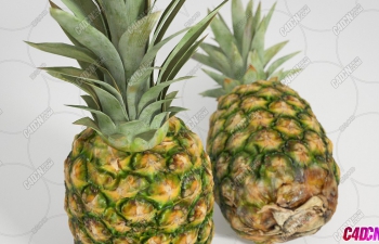 ˮģ Pineapple Fruit model