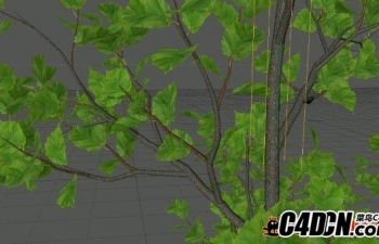 C4Dľ̳ Animating Tree Growth using Xfrog