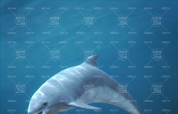 ຣ㺣C4Dģ() Marine Mammals 3D model