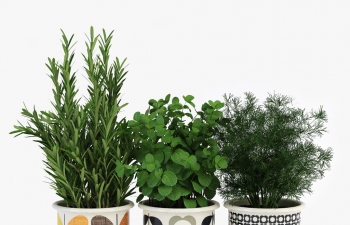 3盆香草花盆和植物模型Orla Kiely - 3 Herb Pots With Tray