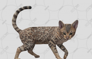 C4Dϼèﶯģ animated bengal cat