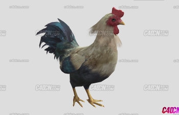 animated rooster 󹫼ģ