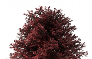 C4DɫҶӴģ red leaf tree model