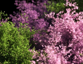 Taiaoֲ紵ֶļ toPlant Wind Forces C4D R20-2023