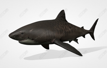 C4D淡水鲨鱼海洋动物模型 Tiger Shark
