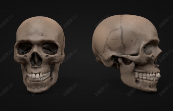 C4DƵͷģͺͼ Skull Model