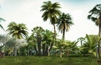 3DģͺϼR&D Group iTrees Palms vol.1