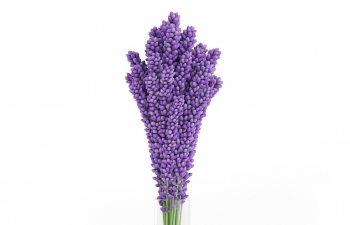 C4Dƿȶģ Violet Lupine in Glass Vase