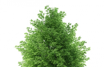 C4DҶľֲģ broadleaf tree plant model