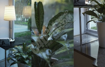 Octane渲染器室内窗台植物盆栽特写模型工程