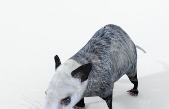 C4Dģ Opossum animal model